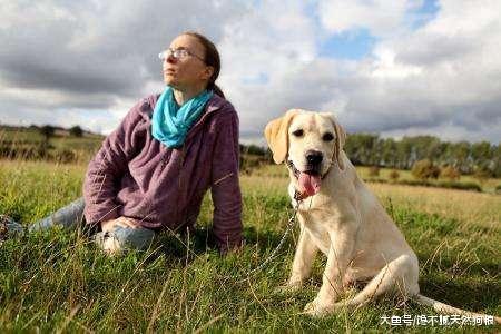 养拉布拉多犬，请你要做好这6点，否则你放弃吧！