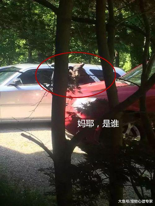 全家人去郊外度假，回头取车的时候愣是不敢靠近：史上最强碰瓷