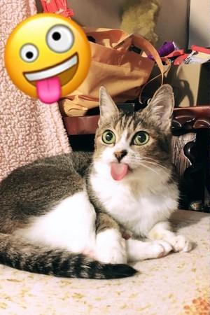 猫咪舔毛忘了收舌头，就这样晃着舌头卖萌，主人吐槽你是白无常吗