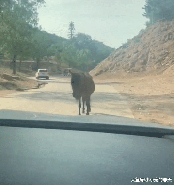 路遇“宝马”，这样的偶遇你会怎么办？