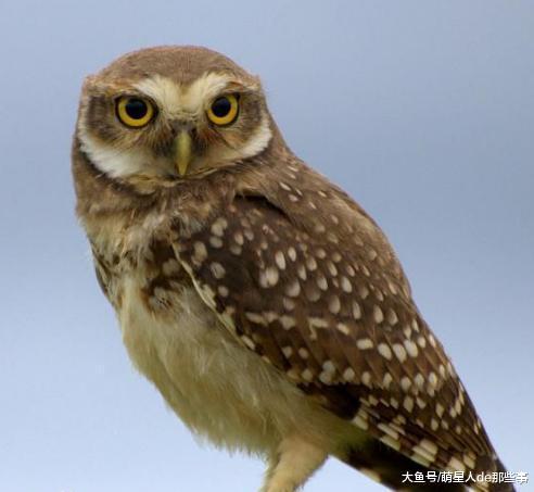 猫头鹰与工作人员对视, 网友: 我从没见过这么呆萌的猫头鹰!