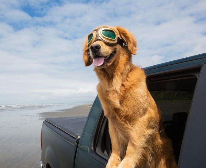 為什么狗狗乘車時總喜歡把腦袋伸出窗外？帶狗坐車應該注意什么