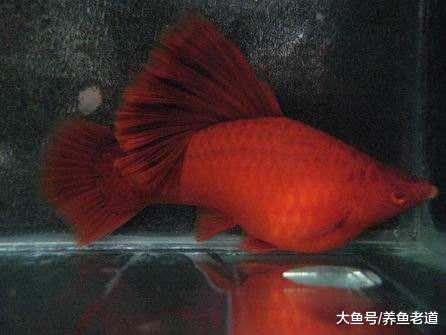 有些观赏鱼病并不传染，为什么到最后，整缸观赏鱼都会患上呢？