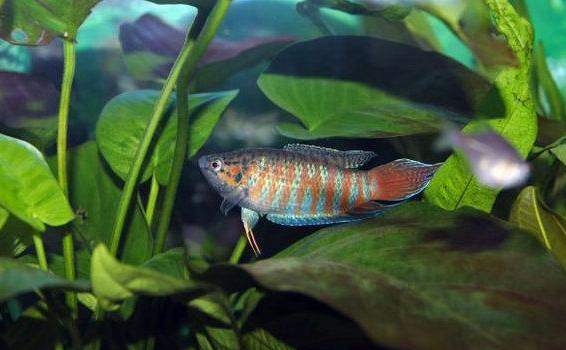 养观赏鱼为啥比猫狗难那么多？养鱼其实是在养一种看不见的东西