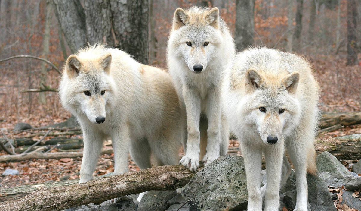 被过誉了的藏獒，它究竟能不能打赢狮虎豹狼等猛兽？