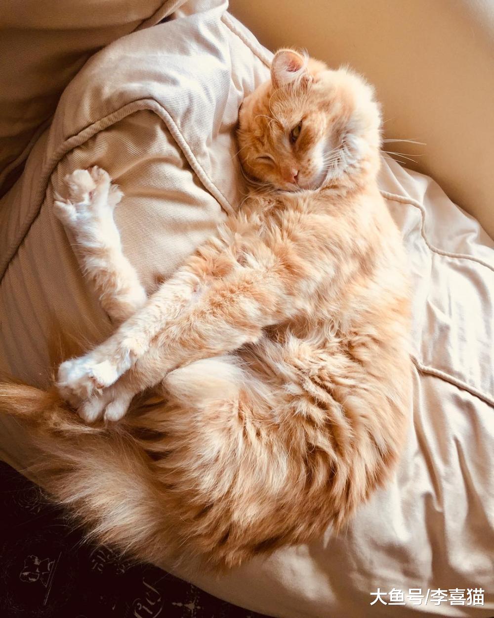 給貓咪定期剪指甲的最大意義不是防撓，而是避免指甲過長刺傷肉墊