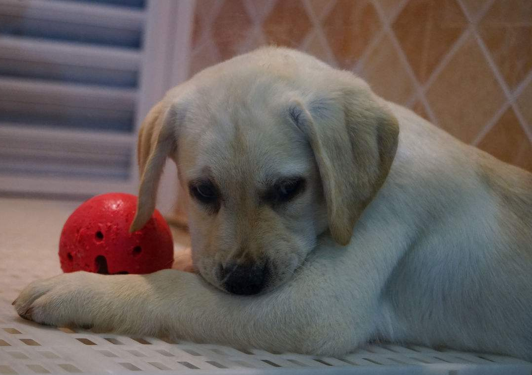 狗狗尿味多久能自然消散？