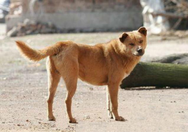 农村新婚夫妇结婚当天好心请流浪狗吃饭, 第二天狗狗亲自送上大礼