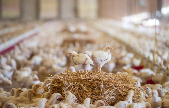 肉鸡催肥及家禽无抗养殖的前世今生和未来