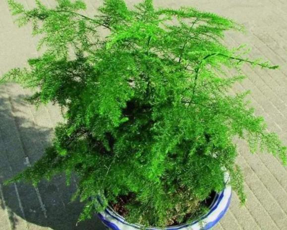 冬天植物不耐寒快冻死了，教你一个补救小秘诀，保证能让它们重生