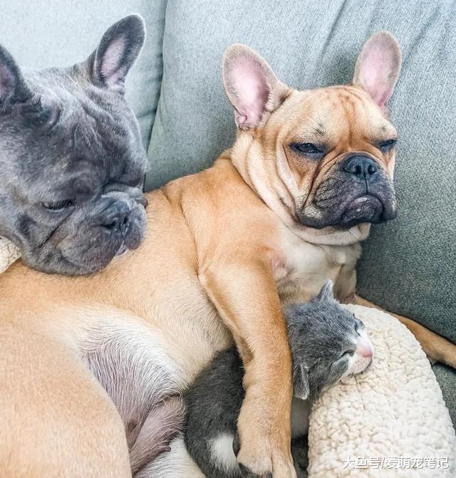 3只狗狗学着主人“照顾”小猫，还主动当起了保镖，喵生真的甜蜜