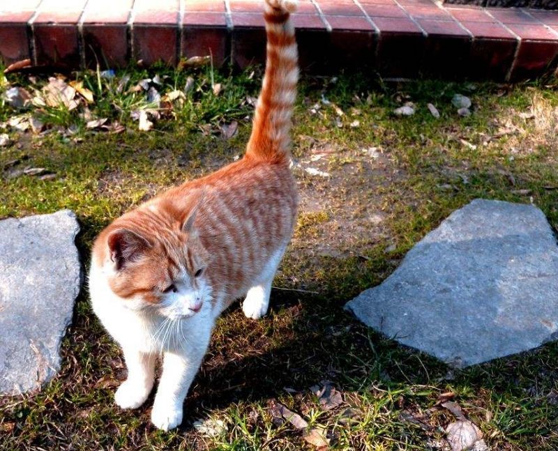 朋友的闺蜜养只小猫咪，却长成了猪的样子，问其原因悔恨至极啊