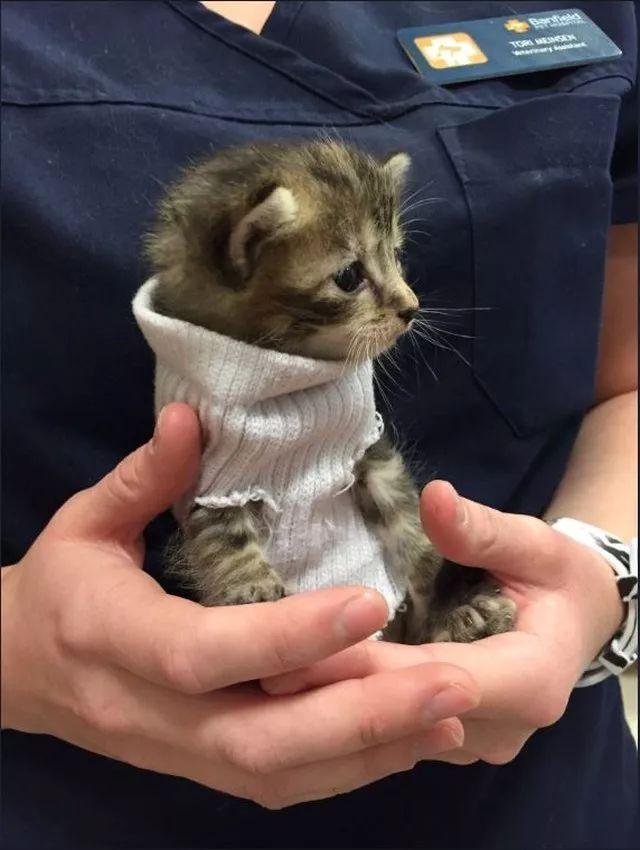 穿上毛衣之后的猫咪, 更可爱了鸭