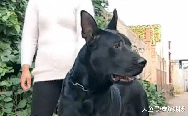 中国最稀有的国产犬种，全国现存数量几千只左右面临灭绝