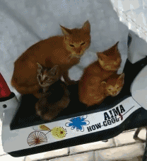 转身出来车就被猫强占了，最可怕的是，这是什么巨型猫咪？