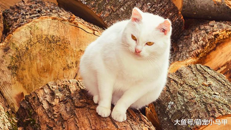 比起猫咪的高冷，你更该关注它的健康