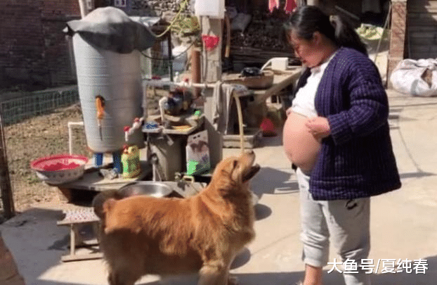 女子即将产子，当她对着金毛露出大肚子后，金毛的做法让人吃惊