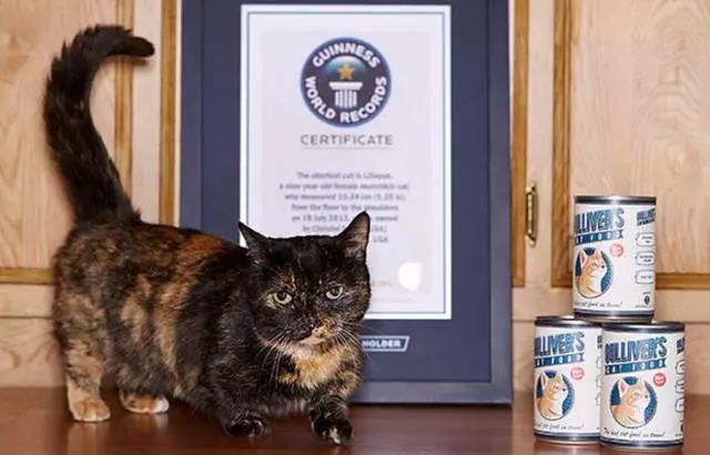 这些世界之最的猫咪你知道几个？