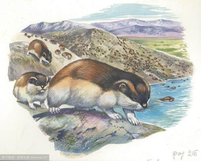 動物世界：極地生產大軍——旅鼠