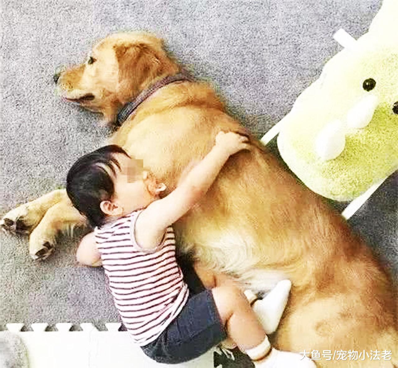 金毛突然发狂，疯咬1岁宝宝，爸爸不仅不生气，还非常感谢狗狗！