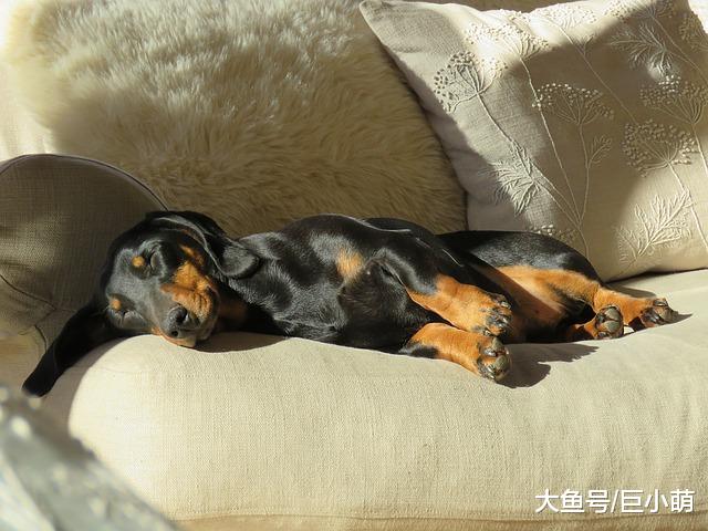 狗狗睡觉时候抽搐，可能是这4个原因，可不仅仅是缺钙