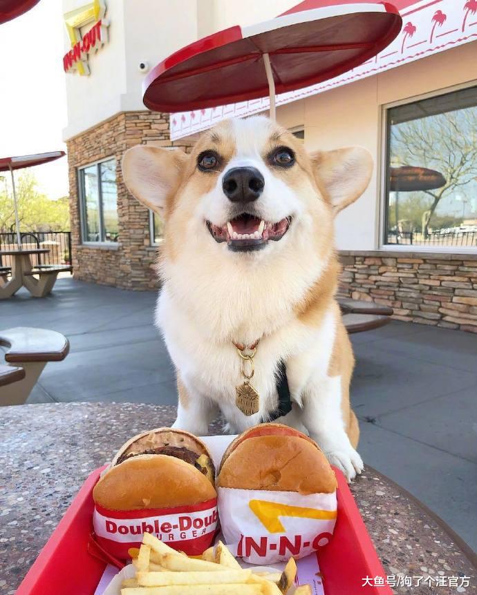 出去耍忘记给狗子喂饭了，然后回来这个样子