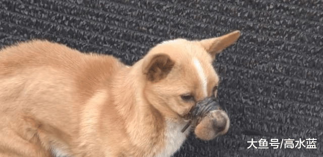 田园犬用鼻子拱食物，看似搞笑，抬起头的那一刻，让人心生怜悯