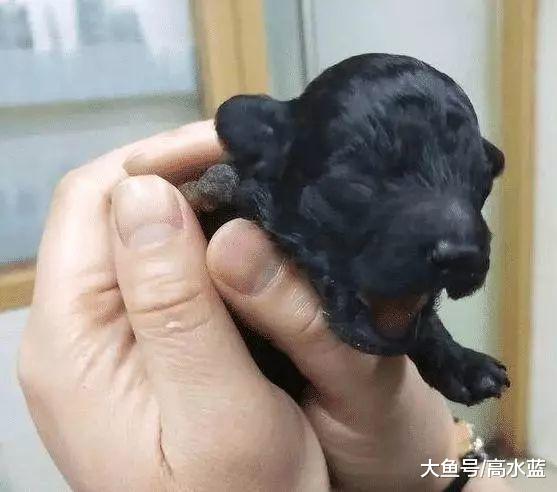 小泰迪出生后只有三条腿，主人狠心抛弃，宠物店看不下去直接收编