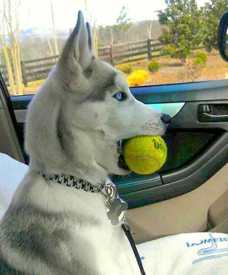 哈士奇抓了一只蜥蜴回家，女主人看到不淡定了！