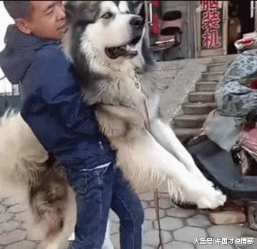 阿拉遇到母狗后情绪失控，百来斤大狗像脱缰野马，主人拉都拉不住