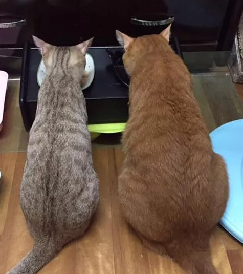 萌宠：说好了，一起慢慢变老