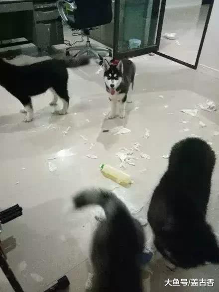 哈士奇一窝生了七个小二哈，主人心想一只2000元要赚发，数月后却表示快破产了