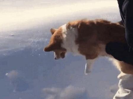 太残忍了，主人从天上把柯基扔下来，落地的场面太“惊悚”