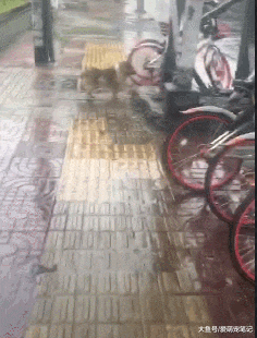 网友偶遇一只淋雨的傻狗，走近才发现它是在守护着小奶猫，好有爱