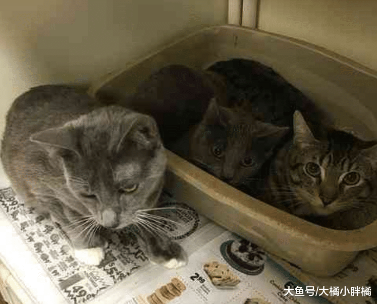 小伙骑车发现一堆箱子，走近一看赶忙打电话，丢猫还这么有讲究？