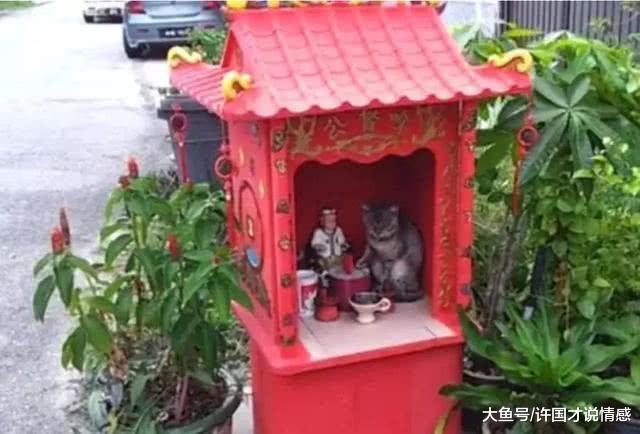 网友跟奶奶拜佛像时，遇到只流浪猫，看到它的姿势后笑喷了！