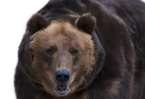 四百公斤大野猪碰上黑瞎子，孰强孰弱？老猎人告诉你答案