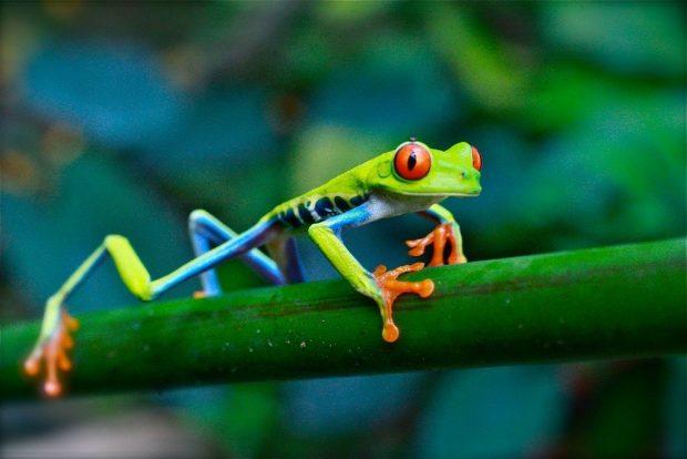 爬行动物与两栖动物有何不同