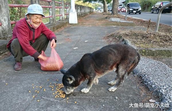 把浪浪当亲生孩子！91岁奶奶用老年金买饲料，只求它们温饱