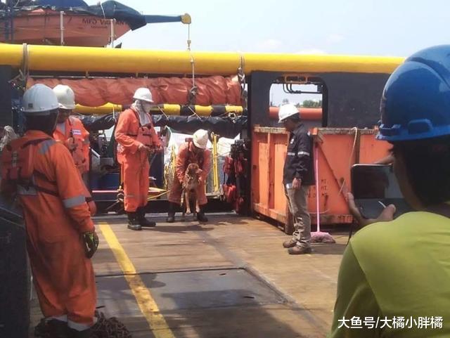 大海茫茫，工人们却在海上捞上一只狗，相遇即是缘分，狗命真大！