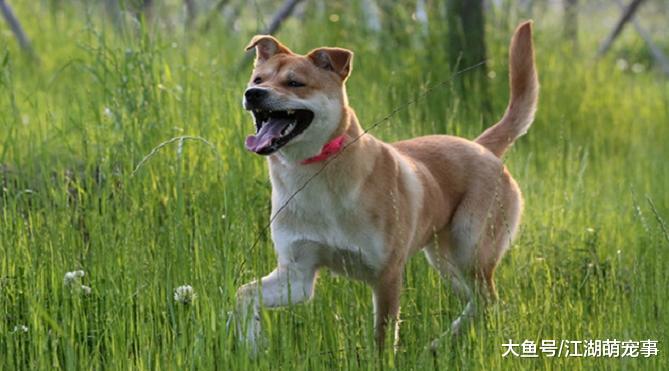 中华田园犬十分聪明，为什么当不了警犬