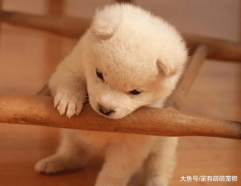 狗狗经常咬陌生人, 学会这5点, 让你的狗狗人见人爱!