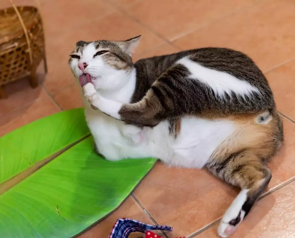 励志喵生吸粉14万人！生活不易，你却还没有一只猫努力！