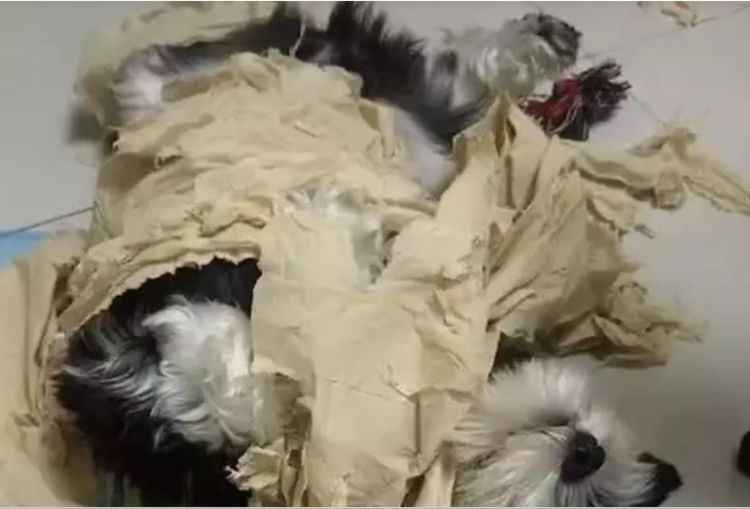 狗狗拆家太累了，直接睡在事发现场，网友：胆子真大