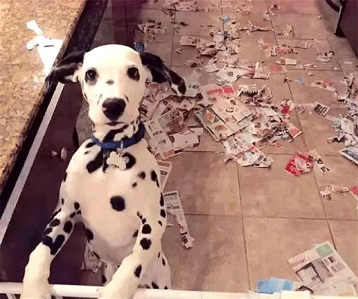 主人出去玩，如果不带狗的话，回家后你敢睁开眼睛看吗？