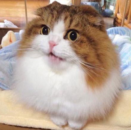 科学证明，养猫有利于身体健康