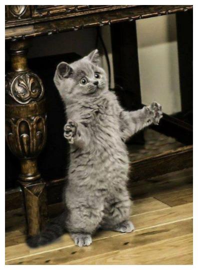 貓咪界也有四大天王，回想當年“那條魚得有這么大”