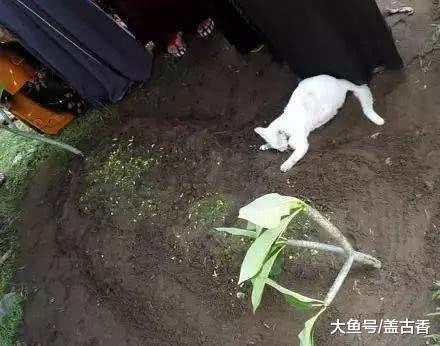 主人出车祸去世下葬时，生前宠爱的猫咪的举动，让全家人泪流满面