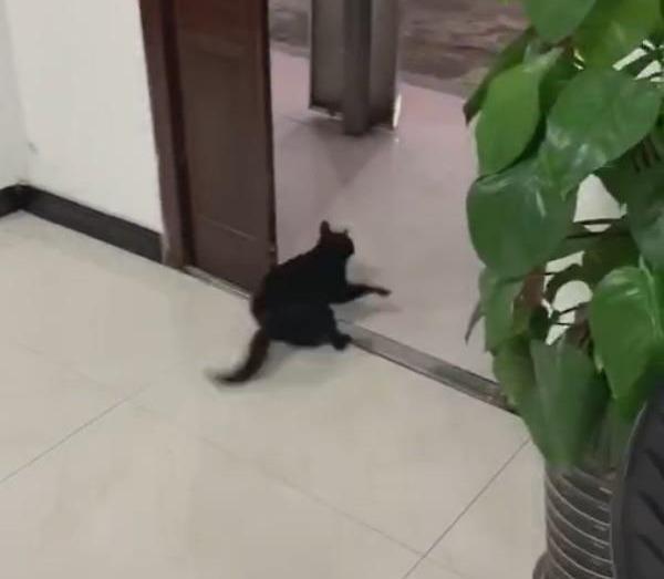 流浪猫疑似误闯民宅，跑酷一遍把天花板通通拆光，主人崩溃