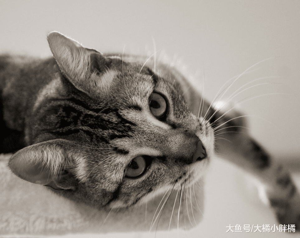 猫咪“找你茬”的6个行为，如果你接受不了，再爱猫也别当铲屎官